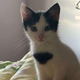 Fotka k inzerátu Daruji kotě  / 19474020