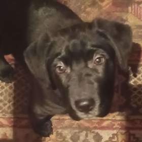 Fotka k inzerátu Labrador štěně  / 18346002