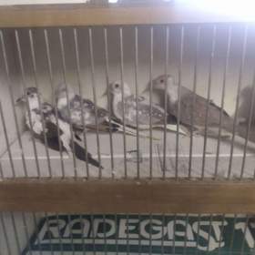 Fotka k inzerátu Prodám Holoubky diamantové straky  / 18960221