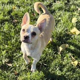 Fotka k inzerátu GULIVER -  kastrovaný psík 11 měsíců  / 19476450