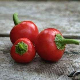 Fotka k inzerátu Chilli Korál -  semena / 19462636