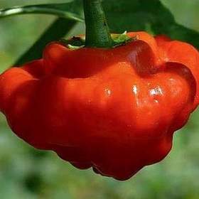 Fotka k inzerátu Chilli Mushroom red -  semena / 19462636