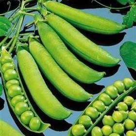 Fotka k inzerátu Hrách dřeňový Zázrak z Kelvedonu -  semena / 19462636