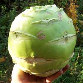 Fotka k inzerátu Kedluben Gigant -  semena / 19462636