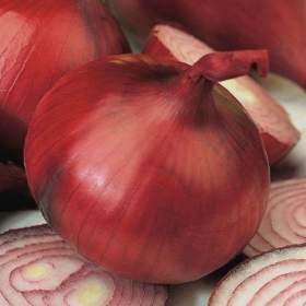 Fotka k inzerátu Cibule Wenta -  semena / 19466997