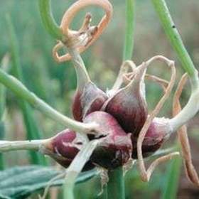 Foto inzerátu Cibule prorůstaná (Egyptská) - cibulky