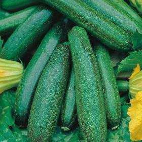 Fotka k inzerátu Cuketa Astra Polka -  semena / 19466997