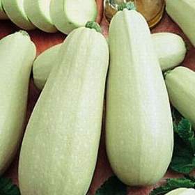 Fotka k inzerátu Cuketa Bětka F1 -  semena / 19676365