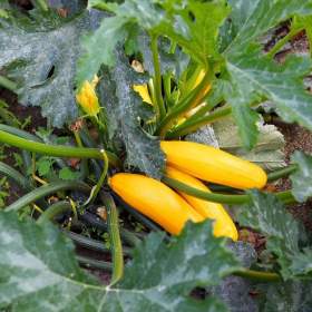 Fotka k inzerátu Cuketa Goldena -  semena / 19676365