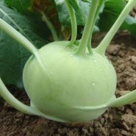 Fotka k inzerátu Kedluben Luna -  semena / 19676365