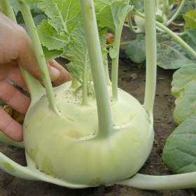 Fotka k inzerátu Kedluben Sparta F1 -  semena / 19676365