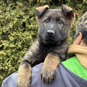 Německý ovčák mohutný pejsek / 19679744