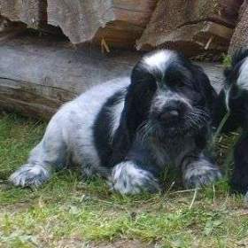 Foto inzerátu Štěňátka anglického kokršpaněla s PP pro chov, výstavy, myslivost i do bytu