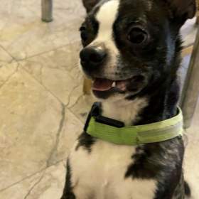 Foto inzerátu LEO - kastrovaný psík 11 měsíců 