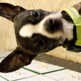 Fotka k inzerátu LEO -  kastrovaný psík 11 měsíců  / 18376727