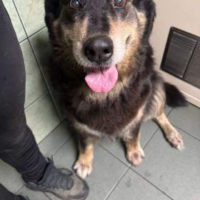 Foto inzerátu CORA - 37 kg, kastrovaná fenečka 11 let 