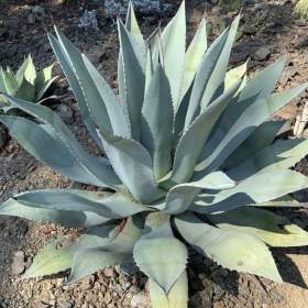 Fotka k inzerátu Agave flexispina -  semena / 19679710