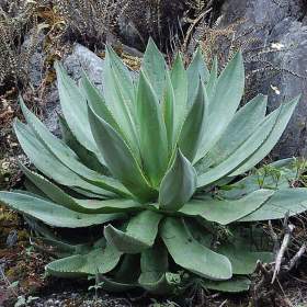 Fotka k inzerátu Agave hiemiflora -  semena / 19679710