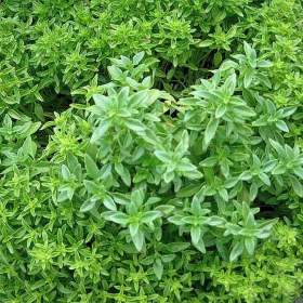 Fotka k inzerátu Bazalka Greco a Palla -  semena / 19427162