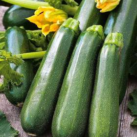Fotka k inzerátu Cuketa Nefertiti -  semena / 19427162