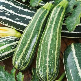 Fotka k inzerátu Cuketa Tapir -  semena / 19427162