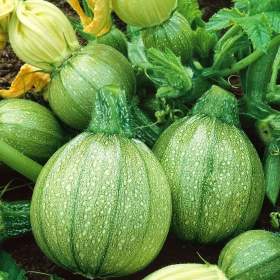 Fotka k inzerátu Cuketa Tondo di Chiaro di Niza -  semena / 19667398