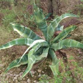 Fotka k inzerátu Agave marmorata -  semena / 19667398