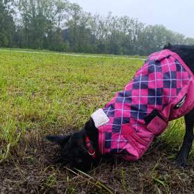 Foto inzerátu Daruji fenku křížence 10 měsíců
