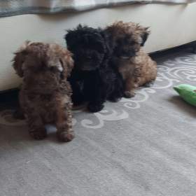 Fotka k inzerátu Boloňsky psík  / 19681140