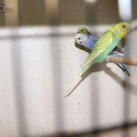 Fotka k inzerátu Prodám letošní andulky / 18161098