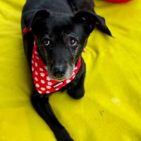 Fotka k inzerátu CASSYNKA -  22 kg, kastrovaná fenečka 11 let  / 19681132