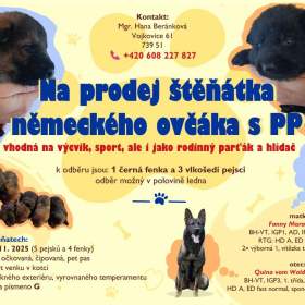 Fotka k inzerátu Štěňátka NO s PP / 19442933