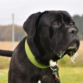 Fotka k inzerátu Valda hledá nový domov / 19442933