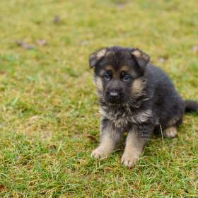 Fotka k inzerátu Štěňata -  Německého ovčáka -  / 19442933