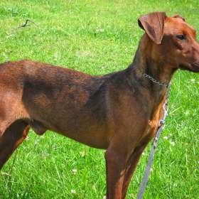 Foto inzerátu Německý pinč - štěňata s PP