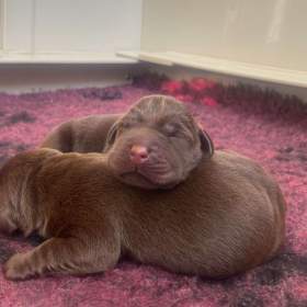 Foto inzerátu Labradorský retriever