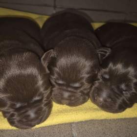 Foto inzerátu Labradorský retriever