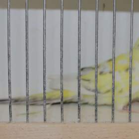 Fotka k inzerátu Prodám papoušky zpěvavé / 19227063