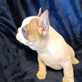 Fotka k inzerátu FRANCOUZSKÝ BULDOČEK / 18759693