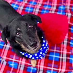 Fotka k inzerátu ROSTÍK -  19 kg, kastrovaný psík 10 let  / 18759693