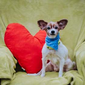 Fotka k inzerátu GIMMY -  Papillon -  kastrovaný psík 14 let  / 18759693