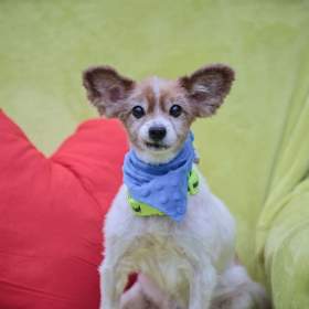 Foto inzerátu GIMMY - Papillon - kastrovaný psík 14 let