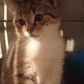 Britské kotě  / 19682608