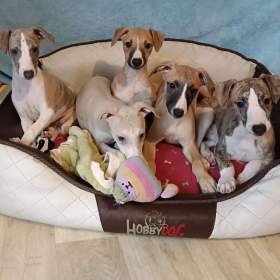 Foto inzerátu Vipet /Whippet/ - štěňátka s PP