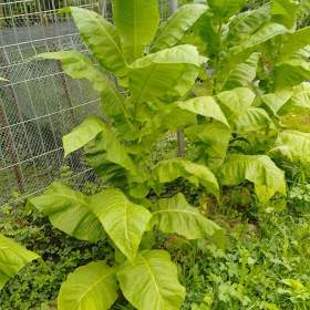 Foto inzerátu Burley tabák semínka