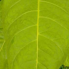 Foto inzerátu Burley tabák semínka