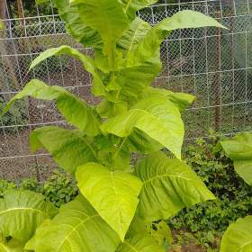 Foto inzerátu Burley tabák semínka