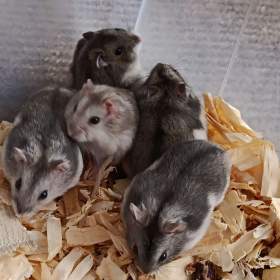 Fotka k inzerátu Křečík džungarský / 19458054