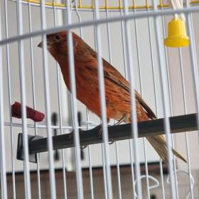 Fotka k inzerátu Kanár  / 18157413