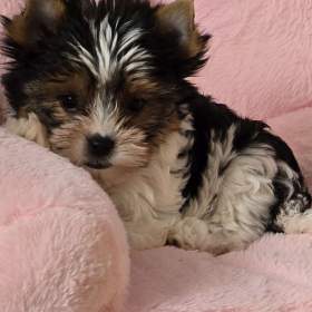 Fotka k inzerátu Yorkšírský terier  / 19679875